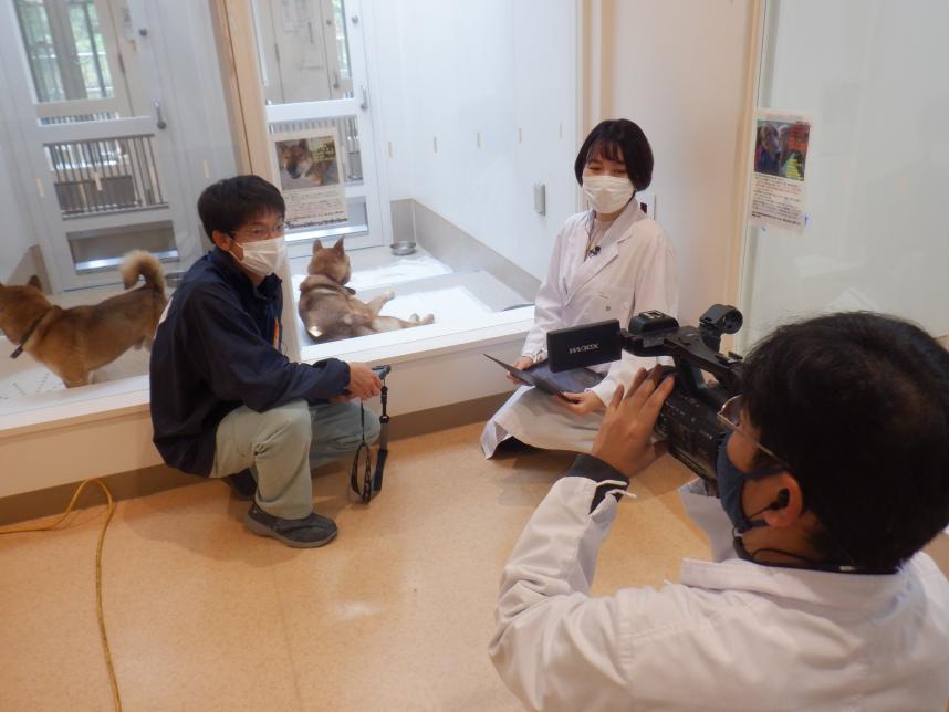 譲渡会撮影風景の犬の写真