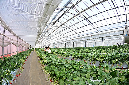 ビニールハウスの中