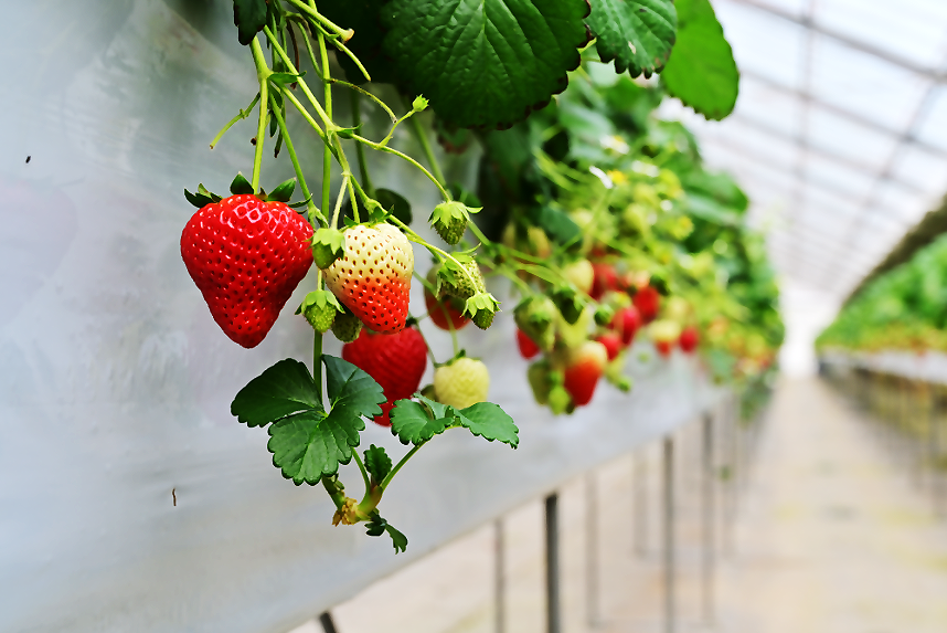 イチゴ栽培