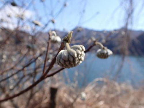 2月22日丹沢湖