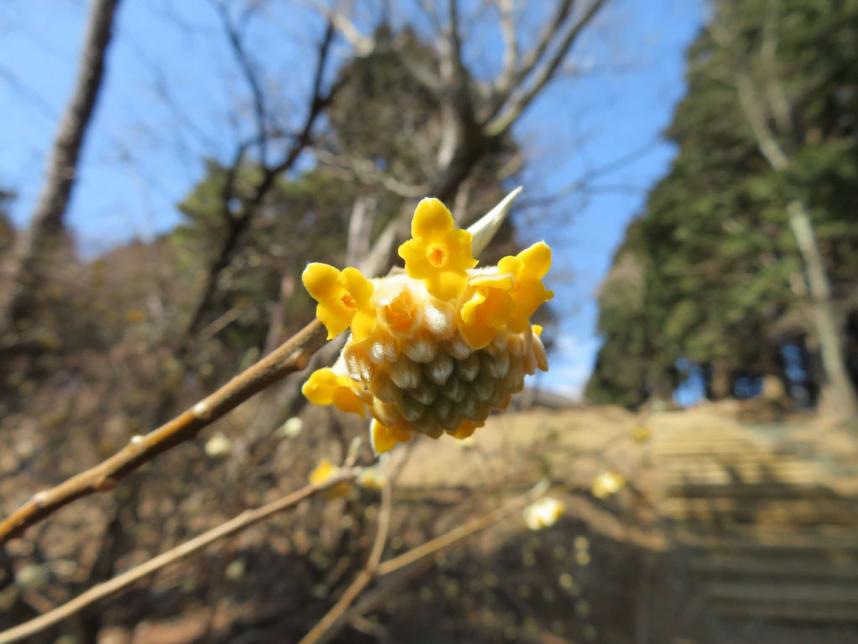 230303大山見晴台