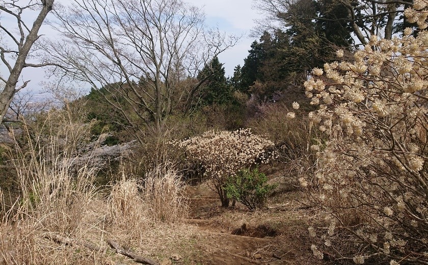 230405大山見晴台のミツマタ