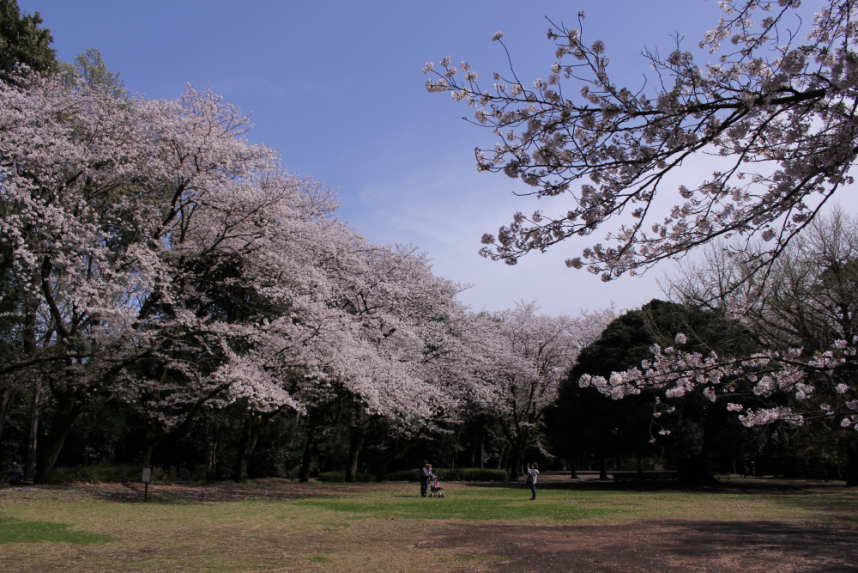 綾瀬市＿桜