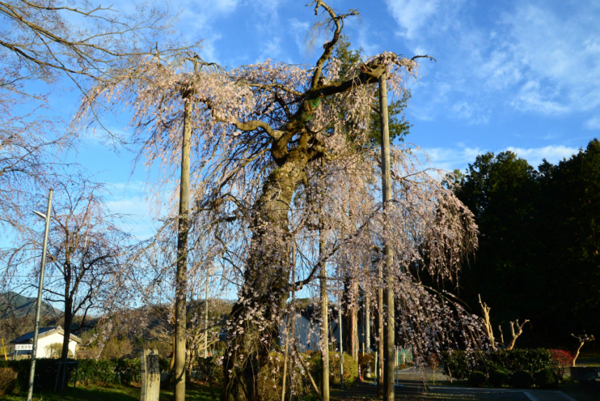 藤野の桜