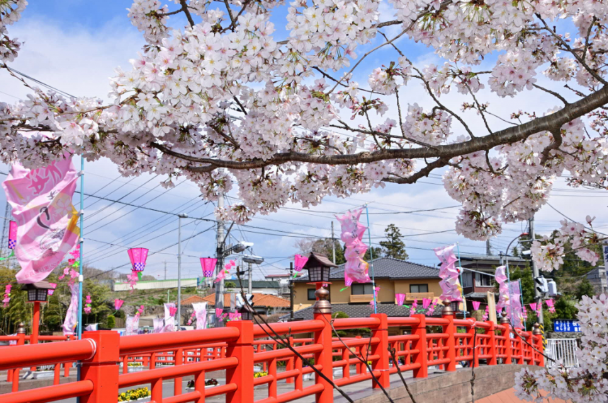 厚木市飯山観音_桜