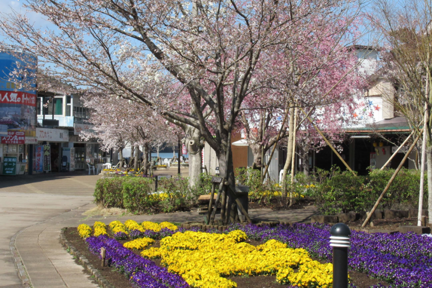 相模湖周辺の桜