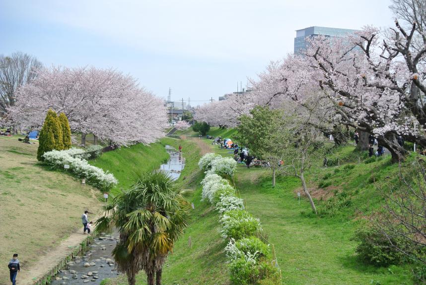 県立相模三川公園の桜