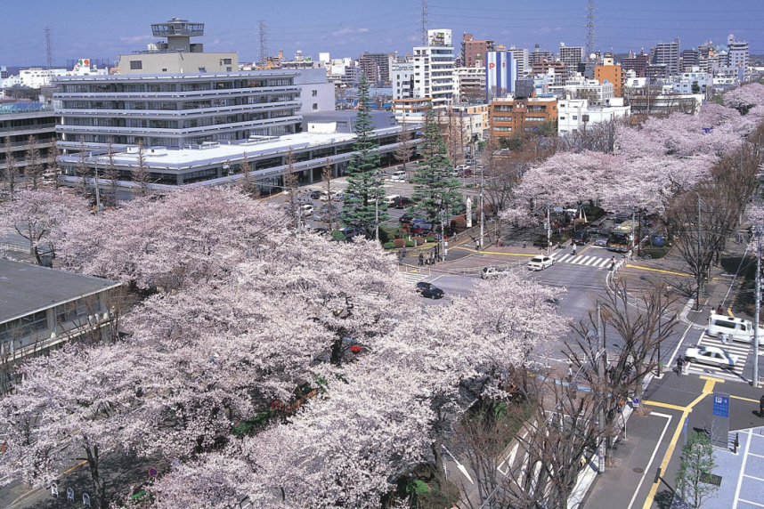 相模原市役所通り