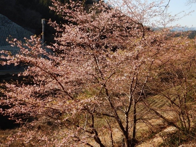 230308和田周辺のサクラ類