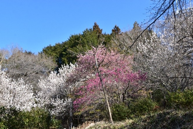 230315陣馬山一ノ尾尾根登山口周辺