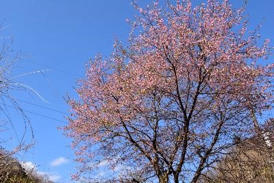 230315陣馬山奈良子尾根登山口周辺