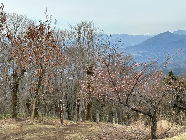 3月21日陣馬山山頂さくら