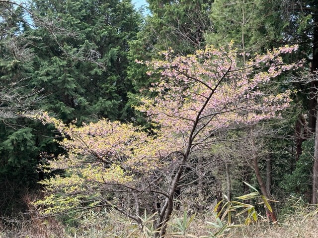 3月21日陣馬明王峠