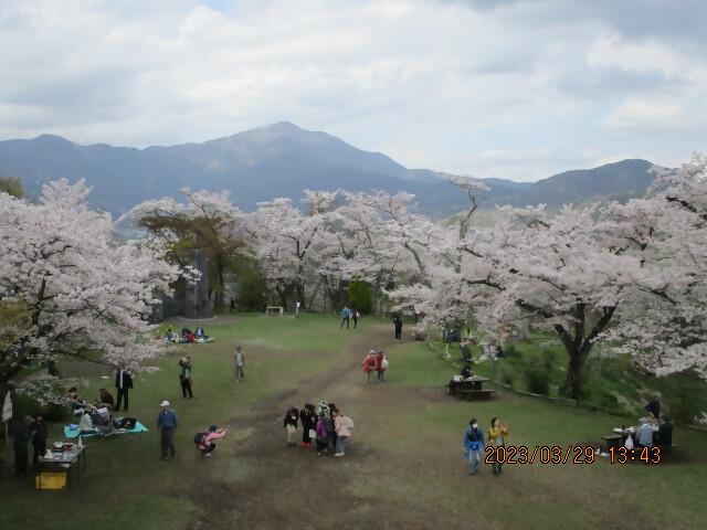 230329弘法山公園のサクラ