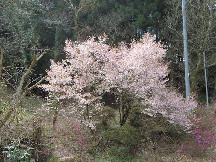 230330石砂山登山口周辺のサクラ類