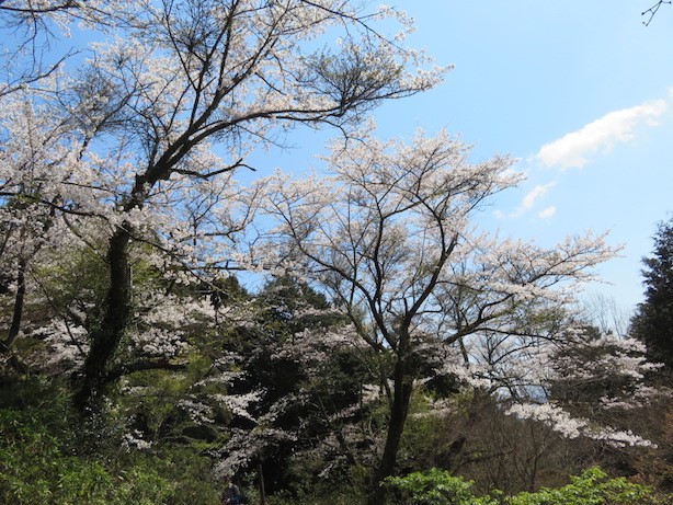 230403陣馬山明王峠周辺のサクラ類