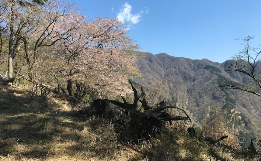 4月5日善大倉尾根標高950m