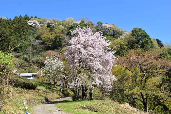 4月10日鎌沢園地周辺