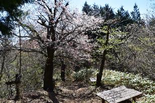 4月10日甘草水周辺