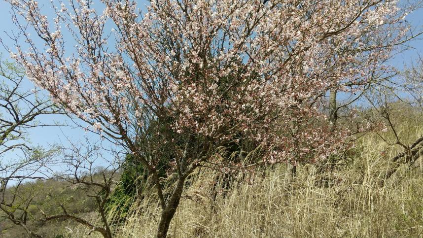 4月11日ヤビツ峠