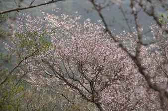 4月14日大山雷ノ峰尾根標高約1100メートル見ごろサクラ