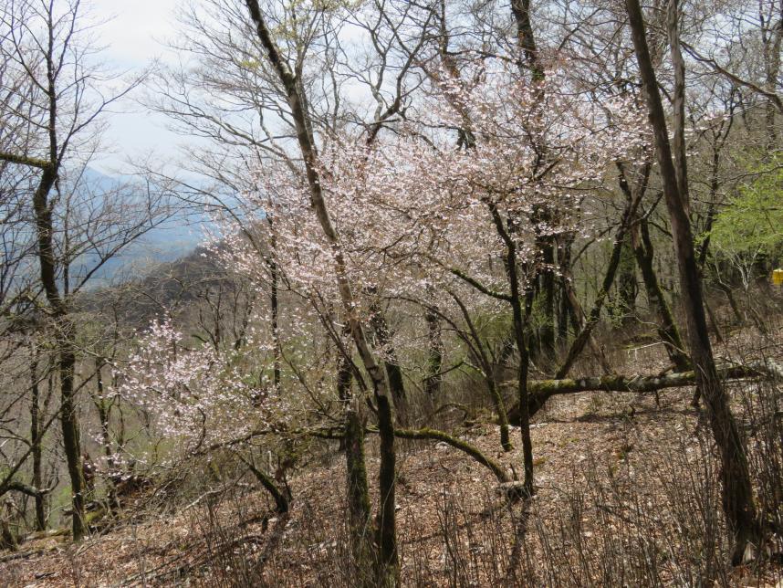 230420菰釣山のサクラ類