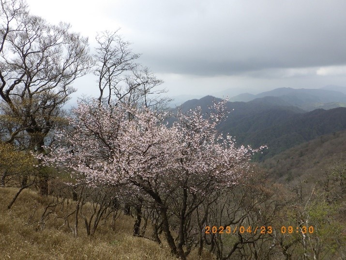 230423大室山のマメザクラ