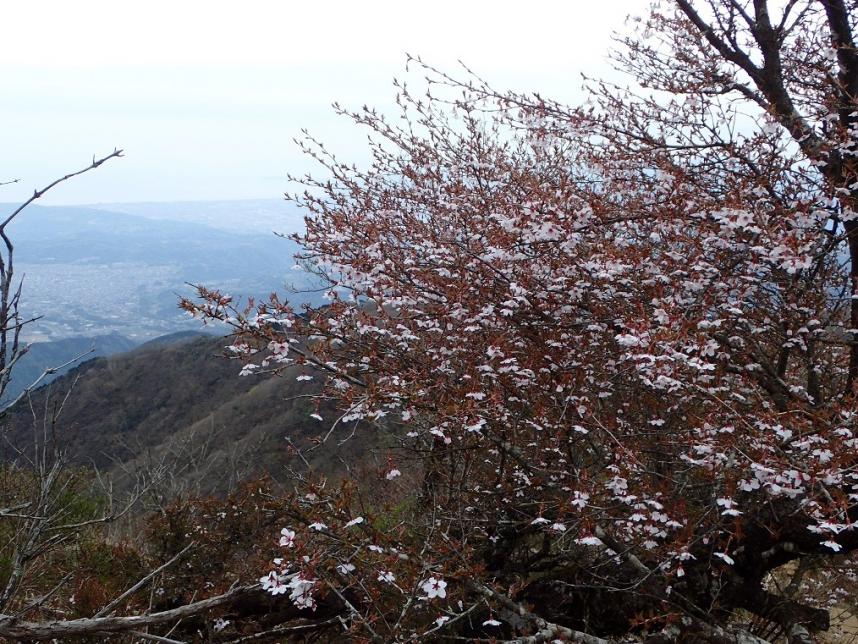 230424鍋割山陵金冷シ周辺のマメザクラ