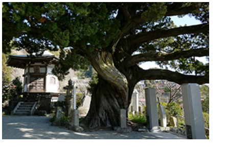 城願寺ビャクシンの写真