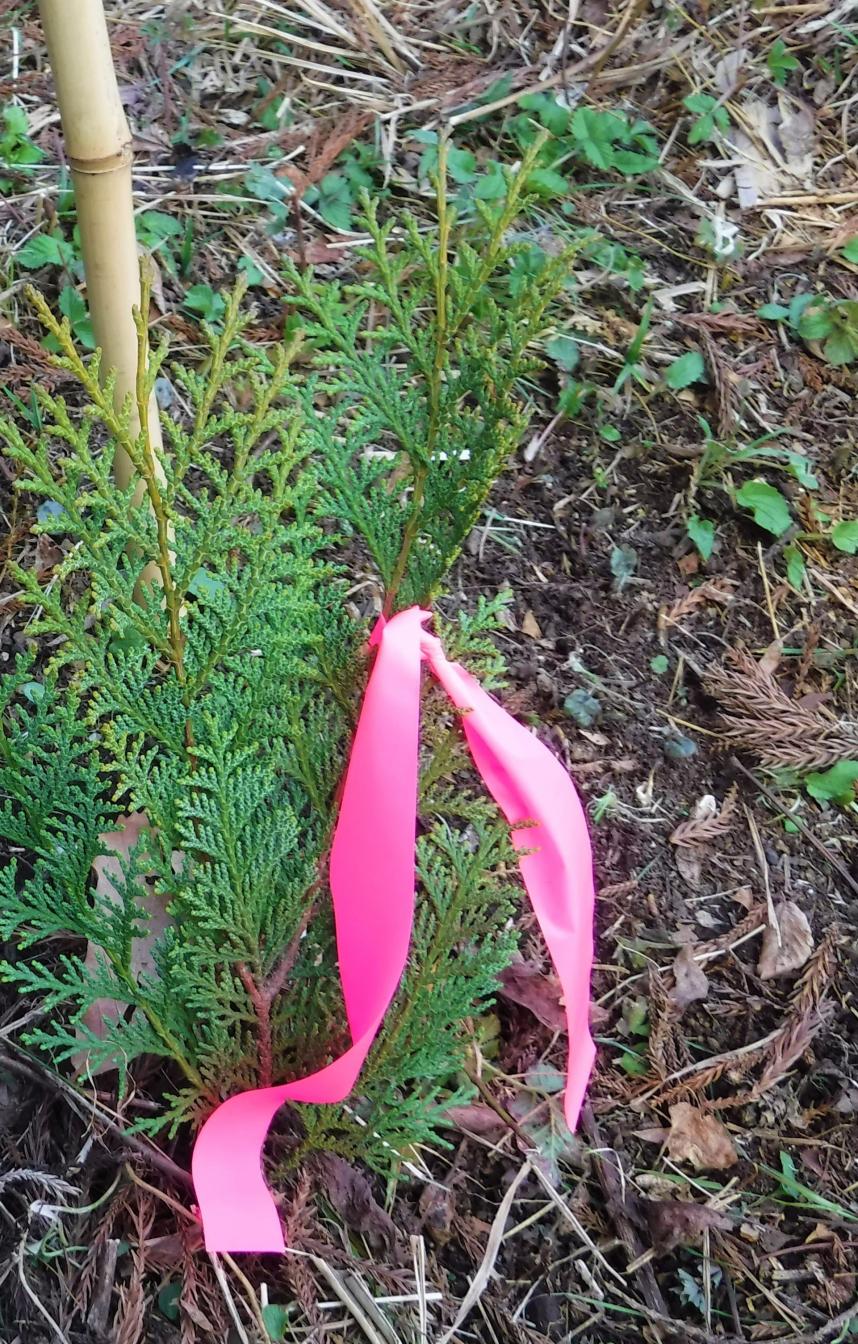 無花粉ヒノキの苗木