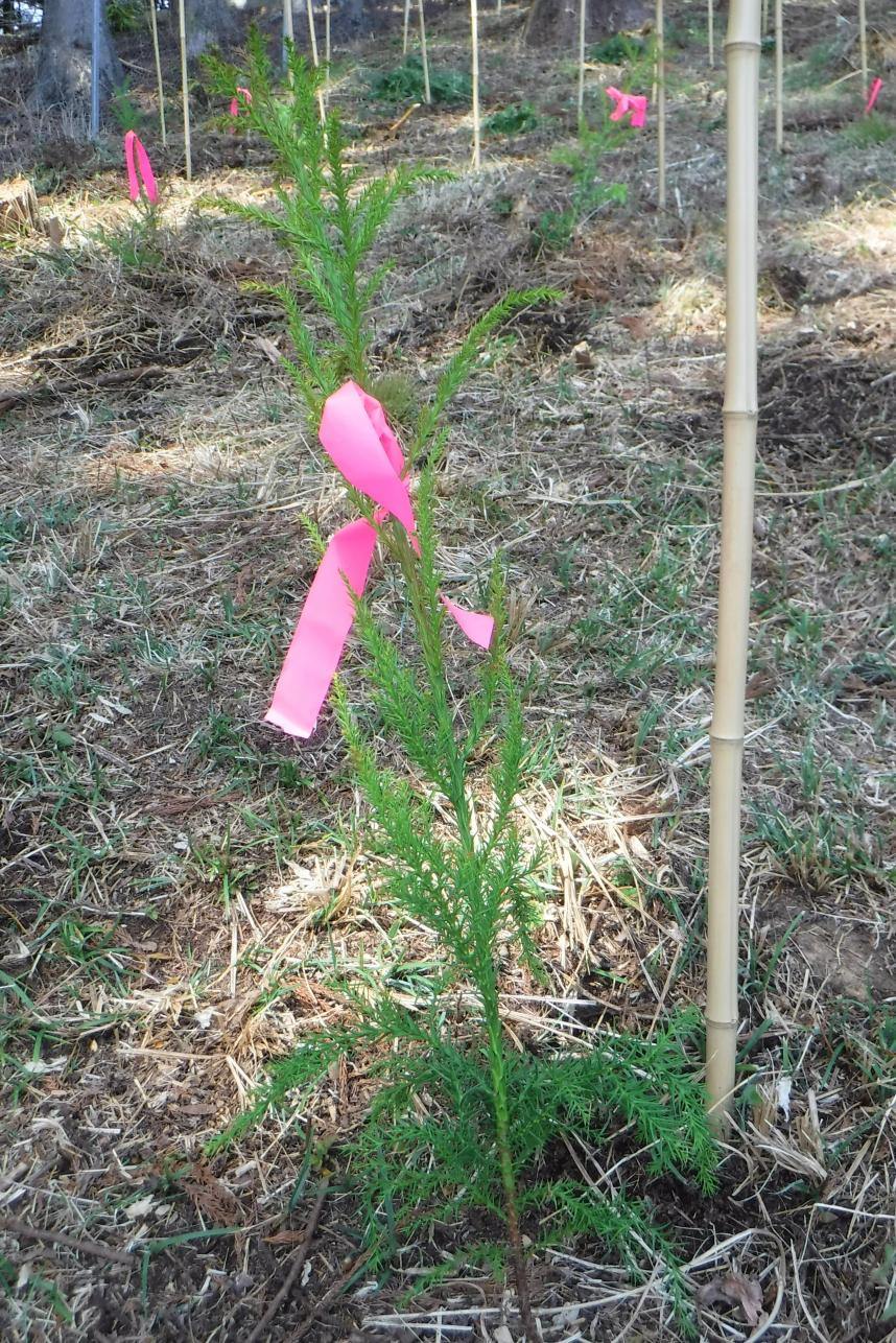 無花粉スギの苗木