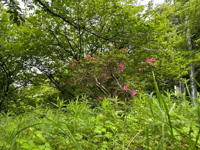 6月18日一ノ尾尾根登山口