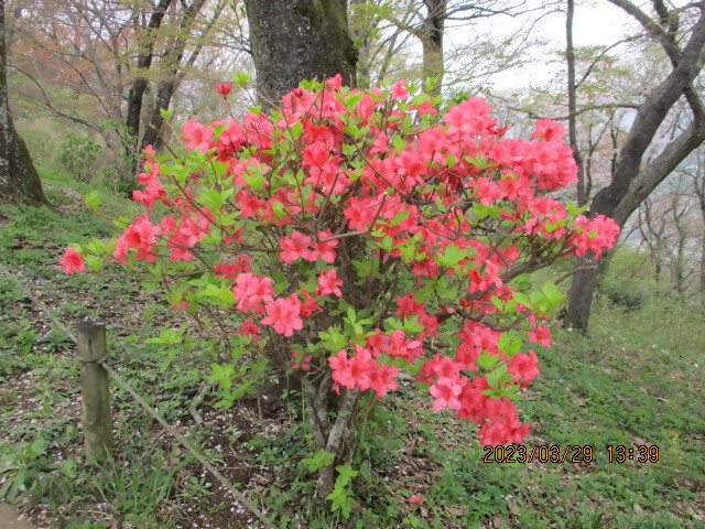 230329弘法山公園のツツジ類