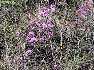 230402塔ノ岳表尾根菩提峠周辺のツツジ類