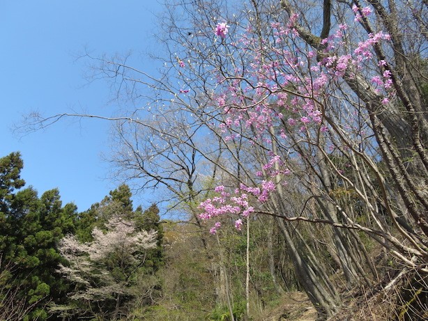 230403陣馬山奈良子尾根のツツジ類