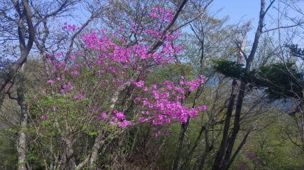 230411仏果山山頂周辺のミツバツツジ