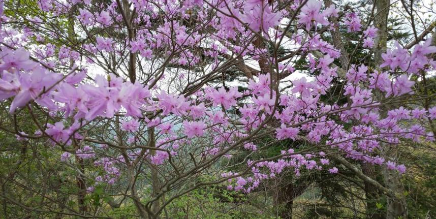 4月18日大倉尾根ミツバツツジ見ごろ