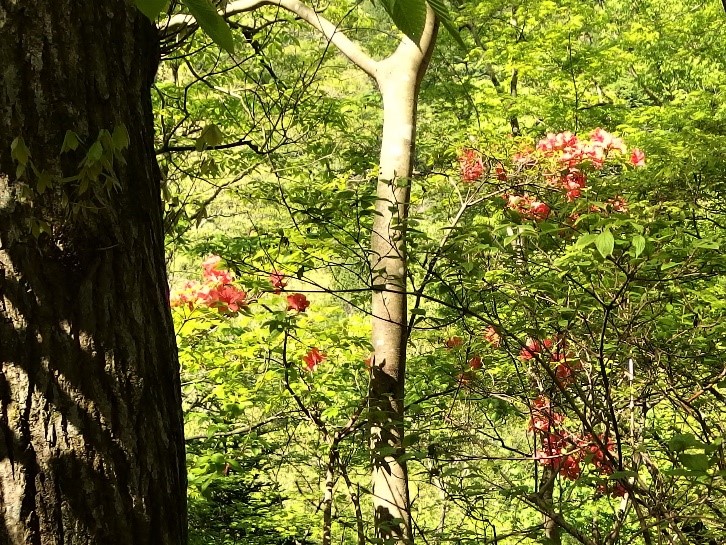 230419辺室山のヤマツツジ