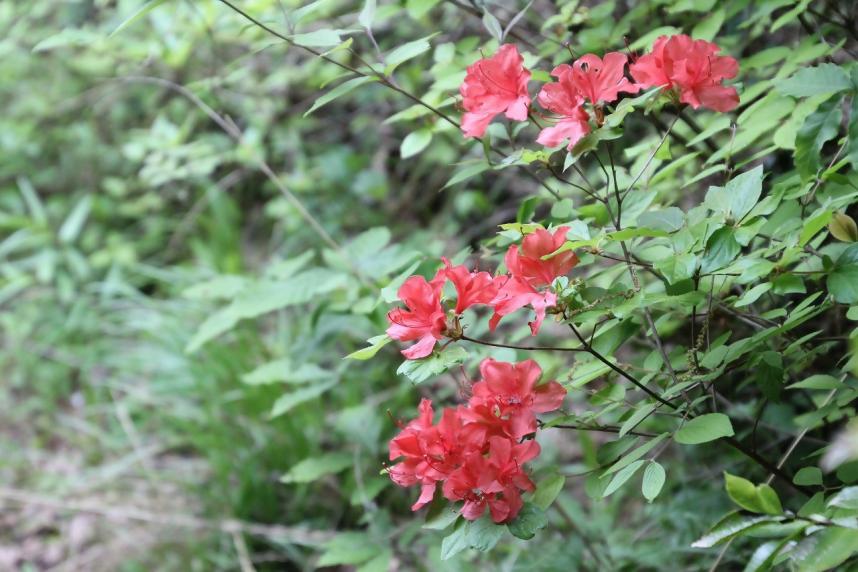 230422小仏白山のヤマツツジ