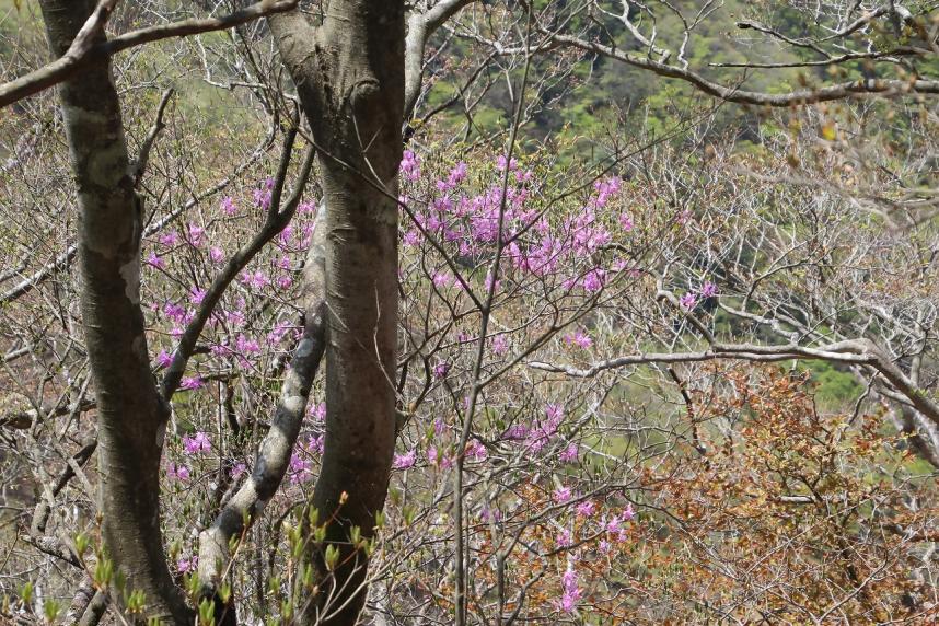 230429檜洞丸犬越路と小笄の間のミツバツツジ