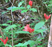 230503丹沢山塩水林道周辺のヤマツツジ