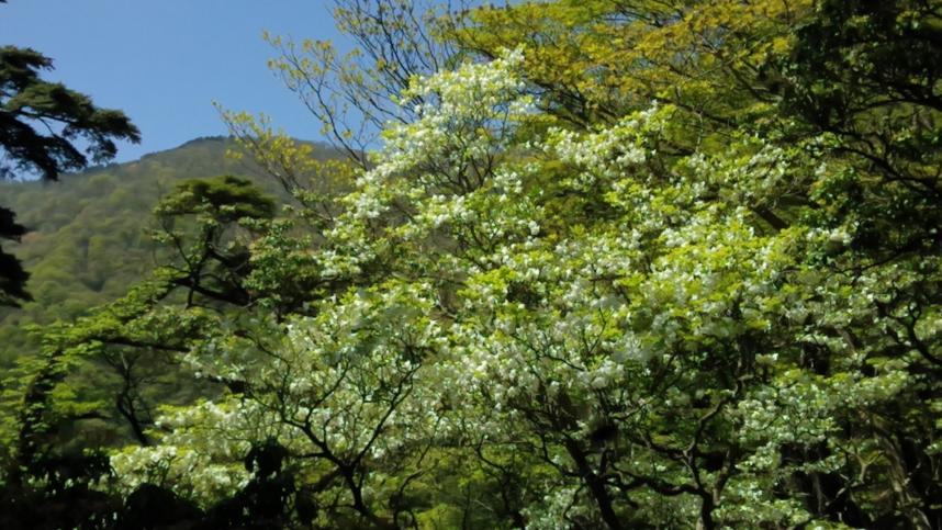 令和5年5月6日丹沢山天王寺尾根