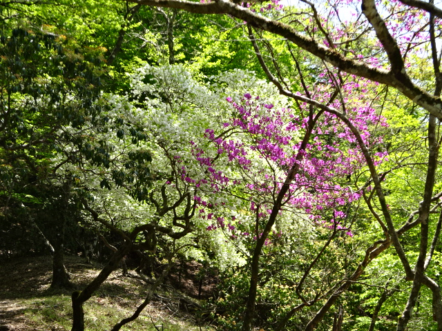 5月10日畦ヶ丸避難小屋周辺標高1200メートル