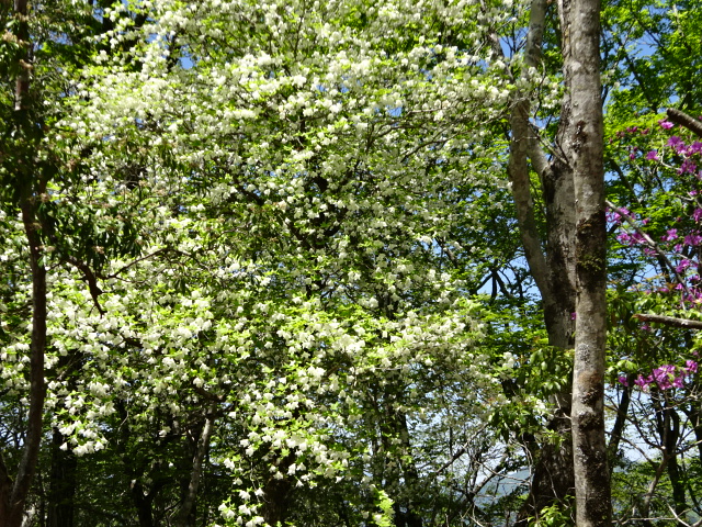 5月10日畦ヶ丸避難小屋周辺