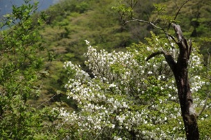 5月10日大山表参道標高1200メートル