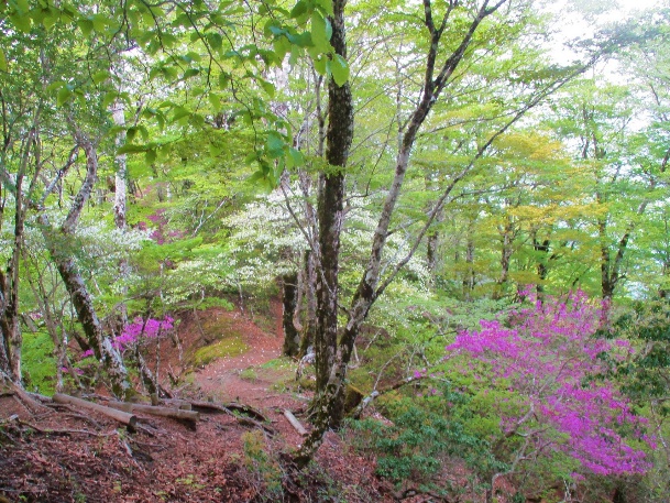 5月12日畦ヶ丸標高1200メートル