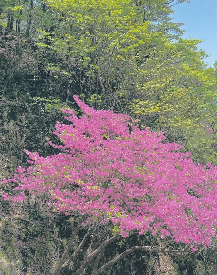 5月17日檜洞丸から犬越路の間