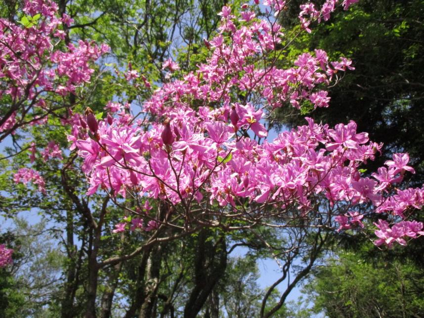 5月18日大山山頂トウゴクミツバツツジ