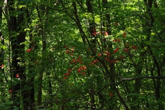 5月18日大蔵里山ヤマツツジ