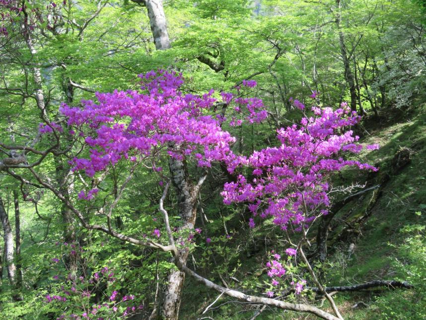 5月18日檜洞丸トウゴクミツバツツジ